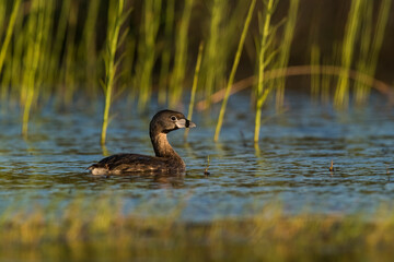 White tufted grebe, La Pampa, Patagonia,Argentina