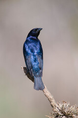  Shiny cowbird in Calden forest environment, La Pampa Province, Patagonia, Argentina.