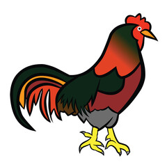 rooster isolated on white,long-tailed rooster,fighting rooster,red-topped rooster,
thick-legged rooster