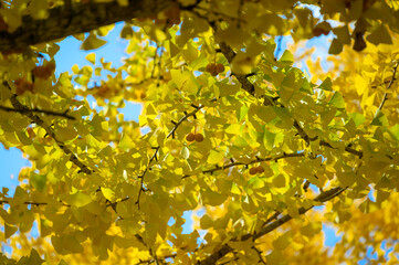 大野高校の銀杏