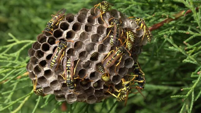 Live of paper wasp's nest. Wasps or bees collaborative, joint work. Timelapse 10x, fastmotion. 