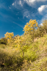 Chañar tree in Calden forest, bloomed in spring,La Pampa,Argentina