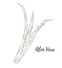 Vector aloe vera plant illustration. Black and white line isolated on a white background