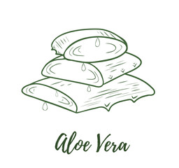 Vector aloe vera plant doodle reaslistic illustration. Black and white line isolated on a white background for design, packaging