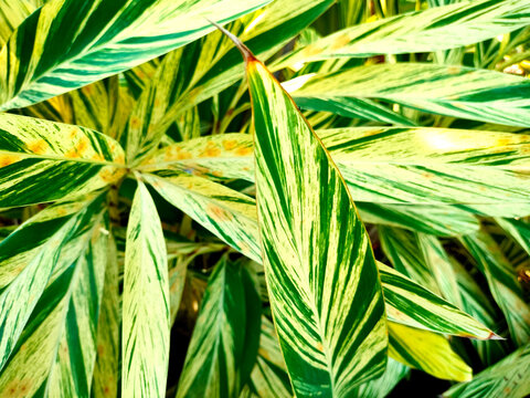 Image of beautiful Alpinia zerumbet 'Variegata' or commonly known as variegated shell ginger. In Indonesia known as "Jahe Cangkang"