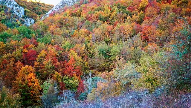 Movimiento Panorámico de bosque otoñal multicolor de hayas entre rocas de montaña 