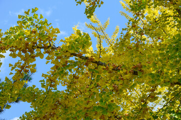 大野高校の銀杏