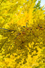 大野高校の銀杏