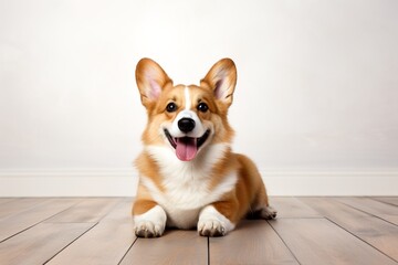 Adorable Corgi Dog's Playful Moments