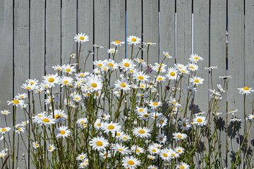 Margeriten mit weißen Blüten vor einem grau gestrichenen Holzzaun - 672187665