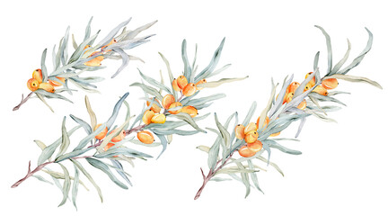 Set of watercolor illustration sea buckthorn branches with orange berries and green leaves isolated on white background. Elements clipart hand painted natural plant twigs with fresh fruits