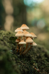 Mushrooms growing on a log, wild mushroom plants in nature, macro scene, forest floor, woodland setting