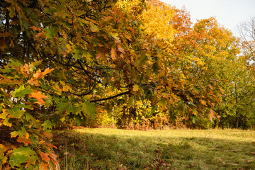  Landscape yellow oak leaves on tree nature and fallen leaf