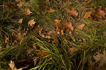 oak leaves and acorns fallen on the grass