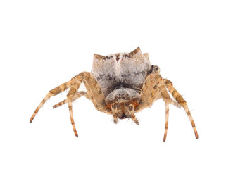 Brown tropical tent-web spider isolated on white background, Cyrtophora citricola