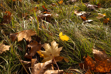 autumn yellow and brown maple leaves close up on the grass nature background