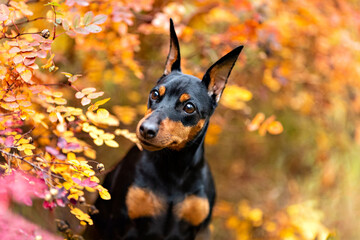 Autumn portrait of a miniature pinscher sitting in colorful rosehip leaves