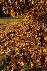 autumn yellow and brown maple leaves on the grass nature park