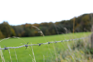 Grass Barbwire Iron Background 