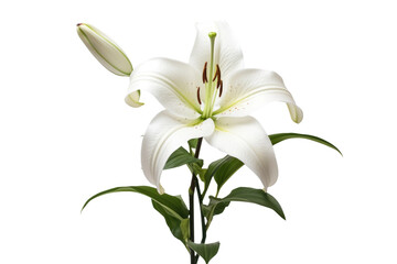 White Lily in High Detail Isolated On Transparent Background.