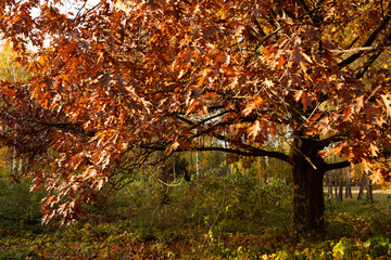 Autumn oak  dry brown leaves on branch nature park