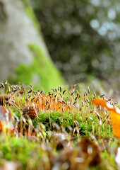 Nature Forest Green Moss Autumn