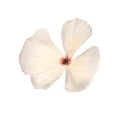 Watercolor beauty isolate white flower