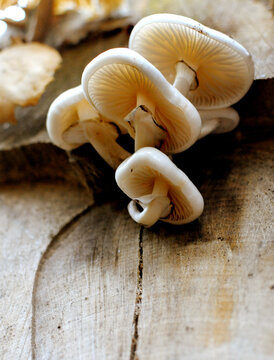 Mushroom Wood Forest Nature Autumn 