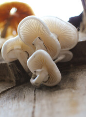 Fototapeta na wymiar Mushroom Wood Forest Nature Autumn 