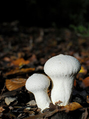 Mushroom Wood Forest Nature Autumn 