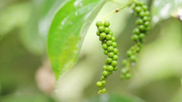 Unripe green pepper drupe or stonefruit on tree with water droplets on farm