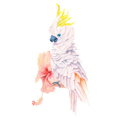 Watercolor white cockatoo with hibiscus