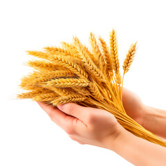 Hands holding dried wheat bunch over white transparent background