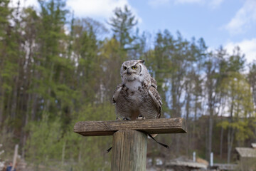 Great Siberian Owl - Bubo bubo sibiricus - falconry on a green meadow in sunny weather.