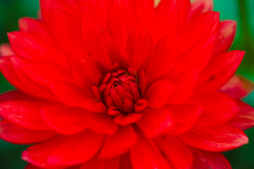 Close up einer aufgeblühten roten Dahlie