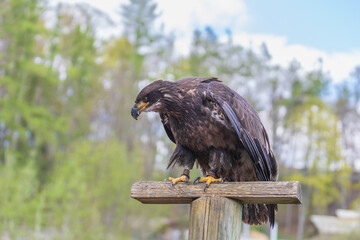 Portret Sea eagle - sitting on a branch. The eagle is guided by falconry. There is a forest in the background.