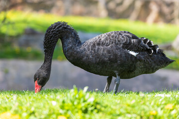 Beautiful big black bird - Black Swan - Cygnus atratus eating grass.