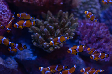 A group of clown fish are swimming in the seawater.