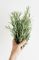 A woman's hand holds a large bunch of fresh rosemary. Herbs for cooking.