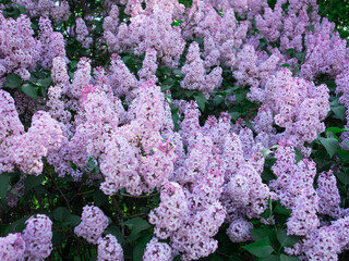 Blooming lilac on a warm May day