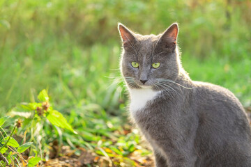Cat Portrait. Muzzle Close-Up. Graceful Gray Cat walking on green grass meadow. Funny cat outdoors. Beautiful grey feline sitting outside. Fluffy Kitten. Backyard autumn day. Animal in the nature