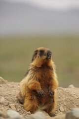 Wild Brown Marmot found at Deosai National Park of Skardu in Gilgit Baltistan, Pakistan.