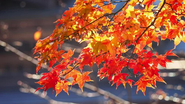 Autumn scenery in Japan. Autumn leaves shining in the sunlight sway in the wind.