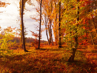 Fototapeta na wymiar Fabulous autumn atmosphere in the woods. Fall colors in the forest. Beautiful leaves on the trees.