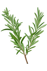 Rosemary branch without flower, illustration on a transparent background