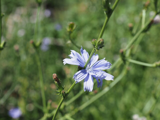 common chicory blue flower scient. name Cichorium intybus