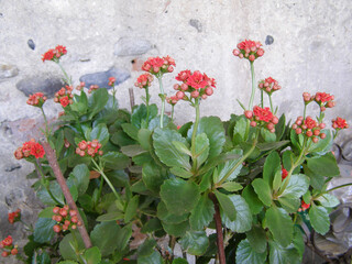 kalanchoe red flower scient. class. Saxifragales Crassulaceae
