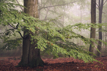trees in the forest on a misty morning