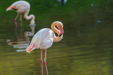 Pink flamingo in the water. The flamingo has water drops on it.