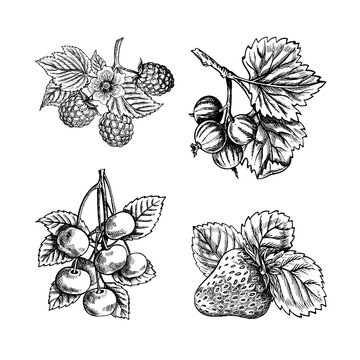 Set of berries and fruits, strawberries, raspberries, currants and cherries, hand drawn black and white graphic vector illustration. Isolated on a white background. For packaging, banners and menus.